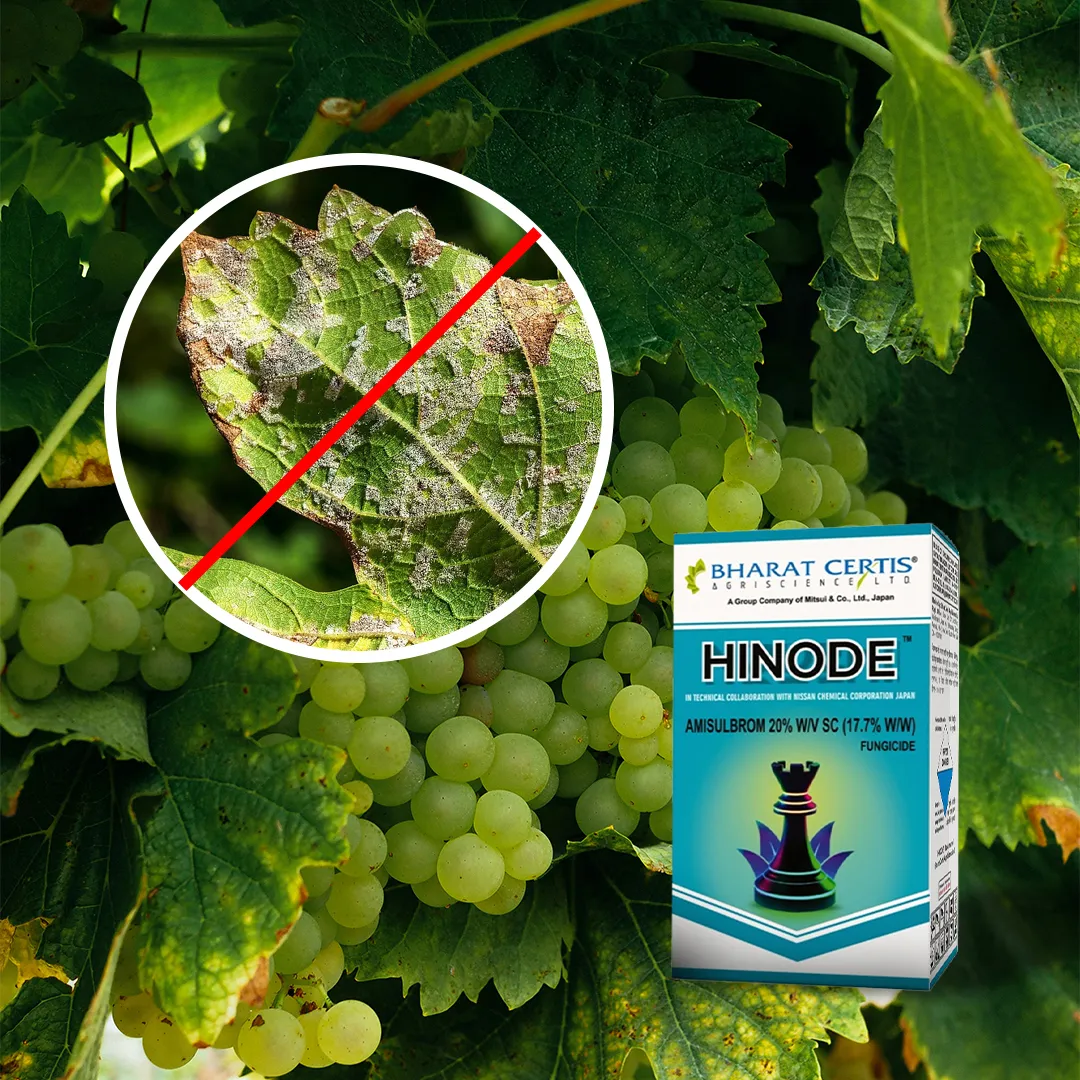 Profitable Grape Farming in India Using Fungicide to Prevent Downy Mildew